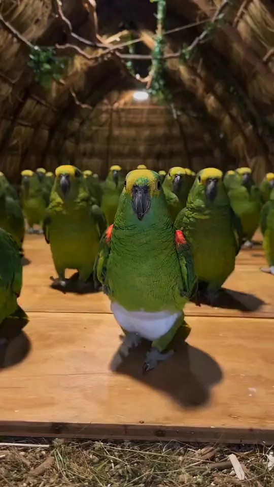 The original parrot dance video by @kennyslowbird on TikTok: green parrots in white diapers dancing in a barn. Upload a photo and your pet or you take the lead parrot's spot.